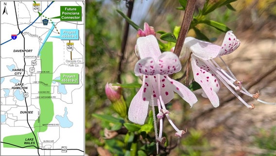 Endangered plant that only grows in Polk County threatened by proposed highway