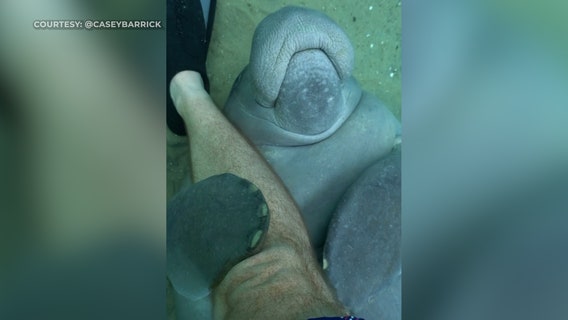 Video: Manatee gives diver hug while swimming in Central Florida spring