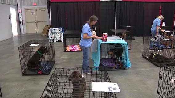 Mega Dog Adoption Event begins Friday. Here's what to know