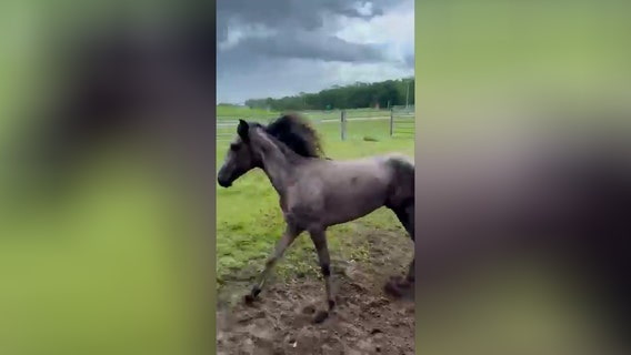 Horses, goats seized in Polk County animal cruelty case, 5 arrested: 'Deplorable'