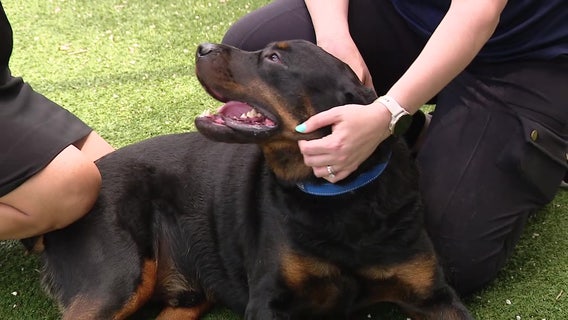 Hurricane 2025: Here's how to prepare your pets