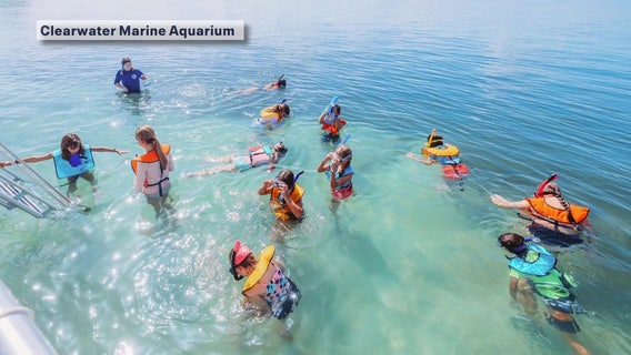 Clearwater Marine Aquarium's summer camps for kids and teens, registration open