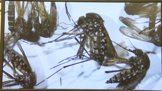 Protecting yourself against mosquitos: Sarasota County Mosquito Management is already taking steps