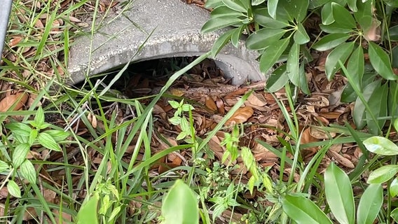 Sarasota County residents concerned about clogged drainage ditches: ‘Everybody is getting a little panicked'