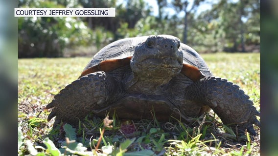 How many gopher tortoises are left on Egmont Key after Hurricane Helene’s storm surge swept many away?