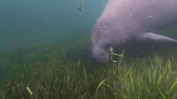 MOTE Marine Laboratory heads up seagrass initiative as other scientists call for water quality improvements