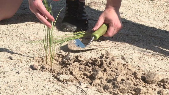 Volunteers needed to plant 12,000 sea oats on Anna Maria Island after busy hurricane season