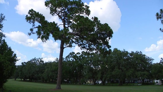 Tree canopy around Babe Zaharias Golf Course gets replenished after being destroyed by 2024 hurricanes