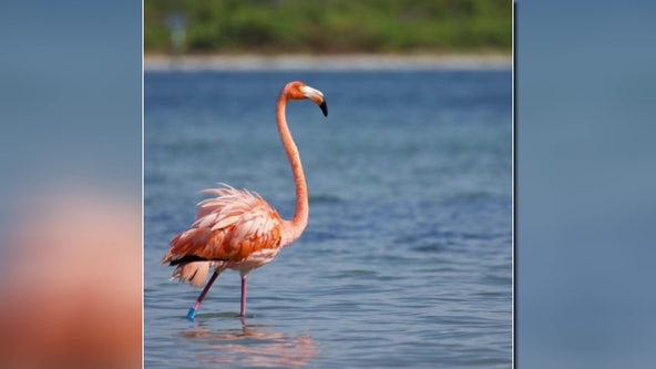 Peaches the famed Hurricane Idalia flamingo turns up in Mexico after disappearing from Bay Area