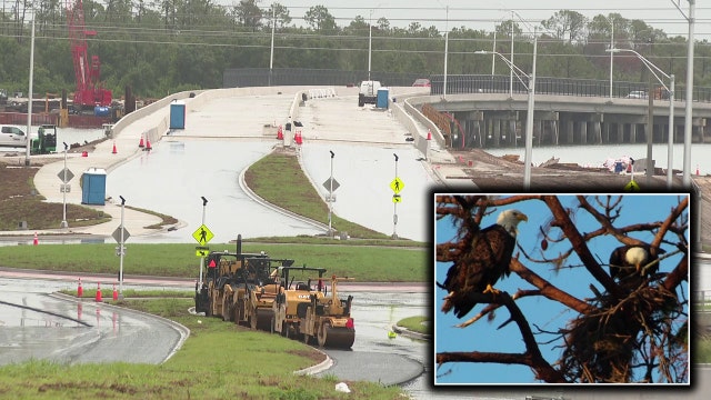 Manatee County 44th Avenue East construction ahead of schedule despite eagle nest work around