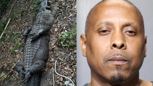 Florida man accused of dealing drugs, promoting dogfighting kept 9-foot alligator on property: JSO