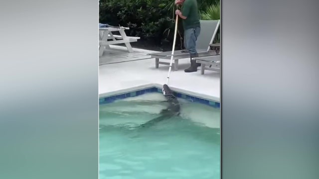 Video: Florida trapper wrangles alligator found in pool