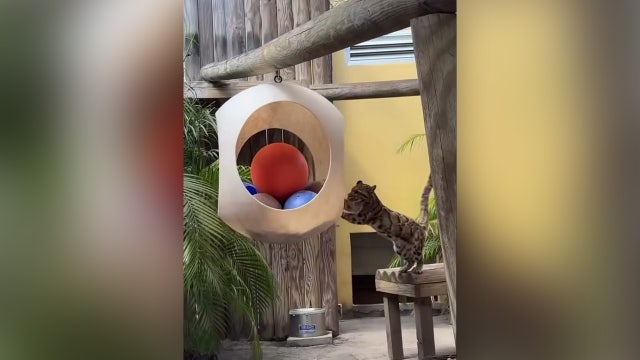 ZooTampa euthanizes beloved clouded leopard