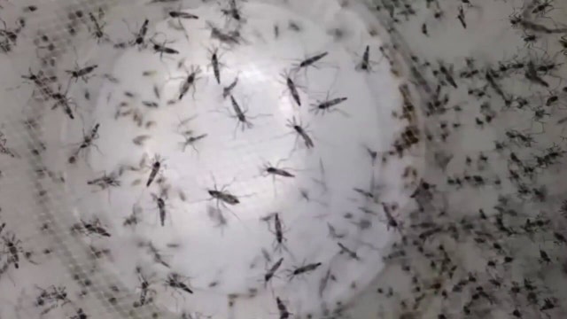 Local scientist uses AI to battle mosquitos