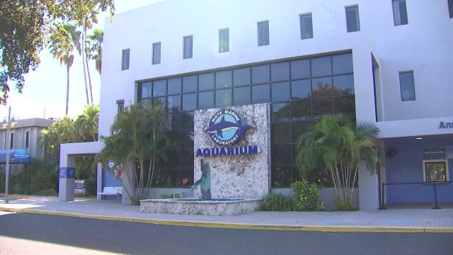 Mote Aquarium closing date announced ahead of transition to new Mote SEA. Here's the timeline