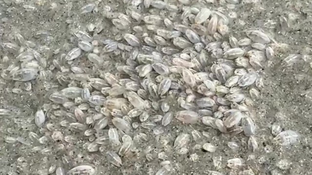 Video: Florida beach becomes home to swarm of sand fleas: ‘It was crazy’