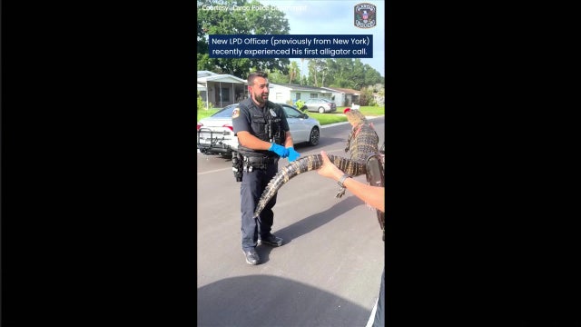 Video: Largo officer jumps, squeals during first gator encounter