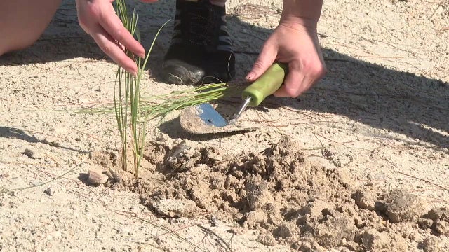 Volunteers needed to plant 12,000 sea oats on Anna Maria Island after busy hurricane season