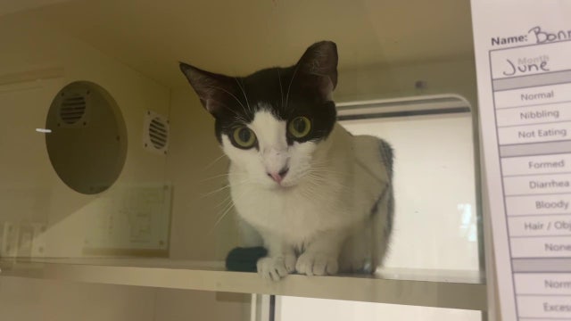 Humane Society of Sarasota County surpasses goal during mega adoption event