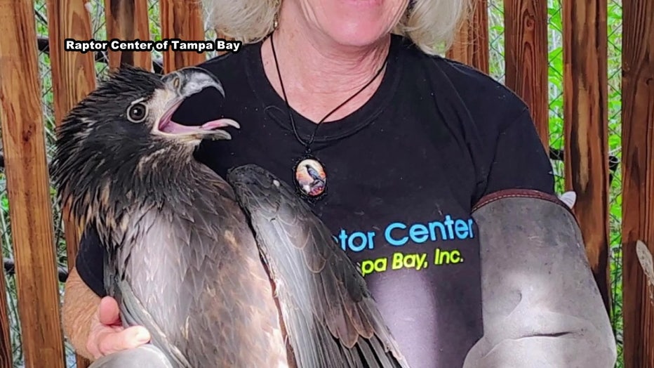 Courtesy: Raptor Center of Tampa Bay.