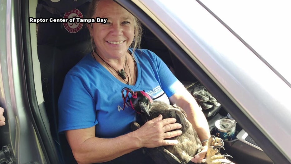 Courtesy: Raptor Center of Tampa Bay.