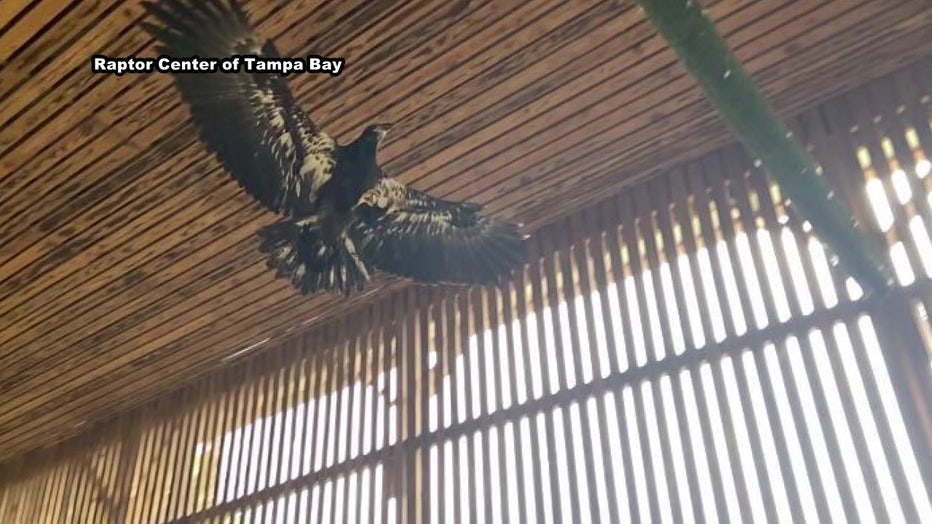 Courtesy: Raptor Center of Tampa Bay.