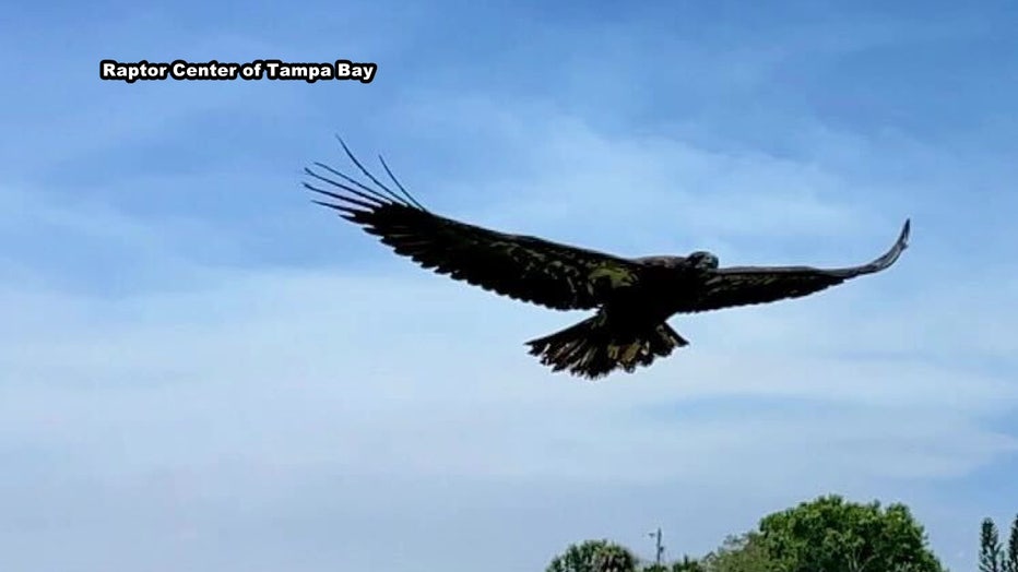 Courtesy: Raptor Center of Tampa Bay.