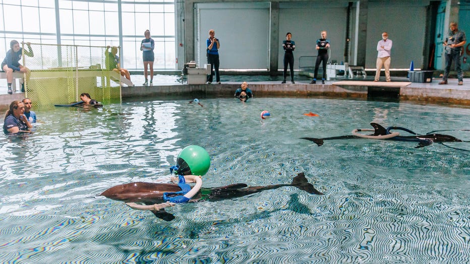 Courtesy: Clearwater Marine Aquarium