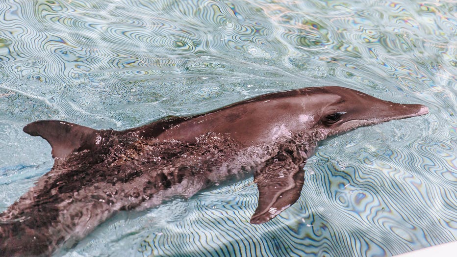 Dolphins at CMA