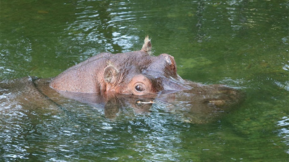 Photo of Lu. Courtesy: Florida State Parks.