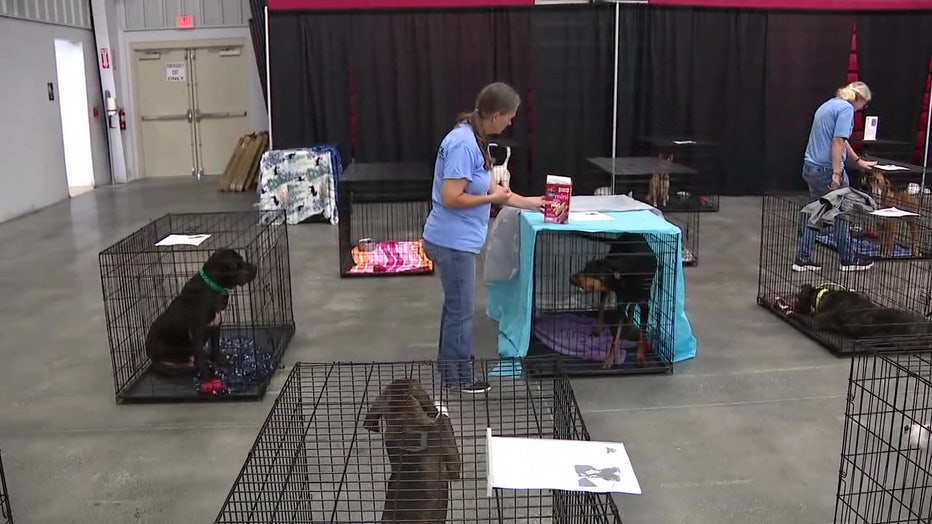 The Third Annual Mega Dog Adoption Event runs Friday through Sunday in Plant City.