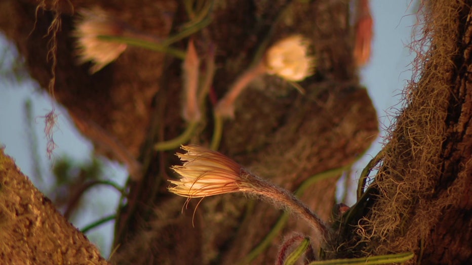 The "Queen of the Night", also known as Selenicereus pteranthus, blooms once a year in Sarasota.