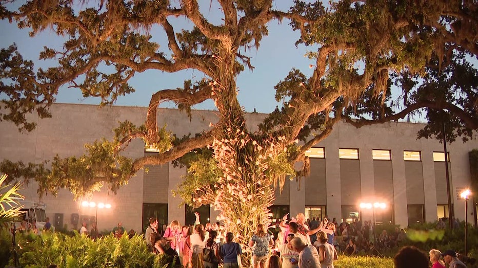 The "Queen of the Night", also known as Selenicereus pteranthus, blooms once a year in Sarasota.