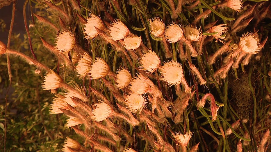 The "Queen of the Night", also known as Selenicereus pteranthus, blooms once a year in Sarasota.
