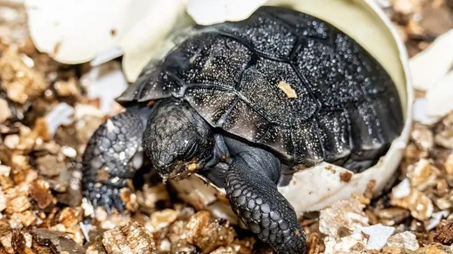 A newly hatched Galapagos Tortoise, the offspring of Goliath and Sweet Pea at Zoo Miami. (Zoo Miami)