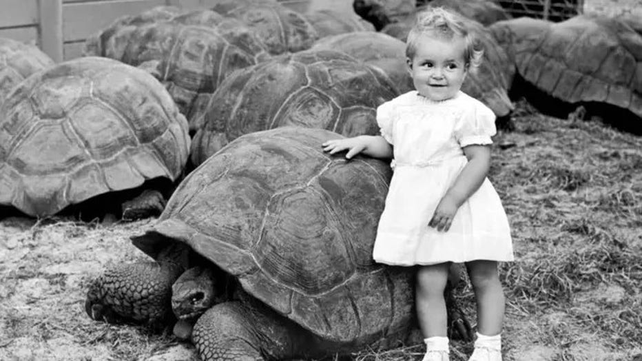 FILE IMAGE: A young girl leans up against nearly five hundred pounds of tortoise in the world's largest tortoise colony at the North Miami Zoo, Miami, Florida, 1946. (Photo by Underwood Archives/Getty Images / Getty Images)