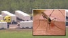 Mosquitoes become a concern at Alligator Alcatraz
