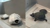 Florida woman busted trying to smuggle turtles through airport security in her bra: TSA