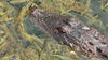 Alligator finds home in restaurant retention pond, evades trappers
