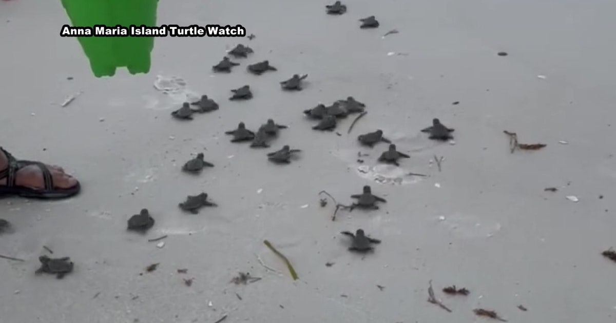 Sea turtle hatchings on the rise as dune loss, human disruption raise ...
