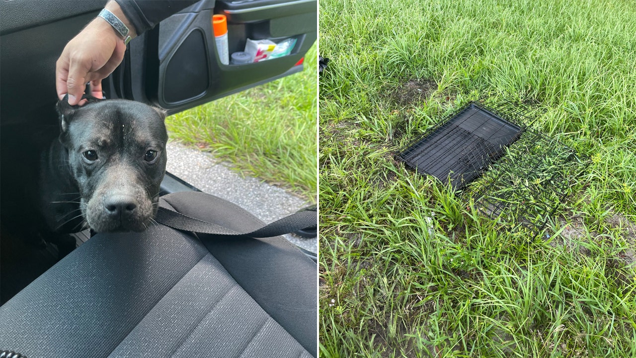 Dog found abandoned in cage on side of I-275 | FOX 13 Tampa Bay