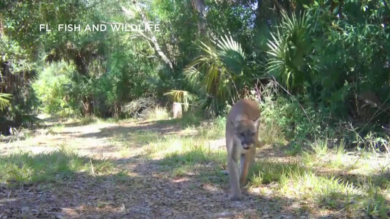 Florida panther hit by car in Pasco County — the first ever recorded there
