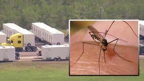 Mosquitoes become a concern at Alligator Alcatraz