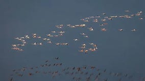 Largest flock of flamingos in recent memory spotted in South Florida