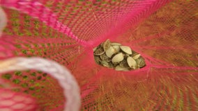 Pasco County scallop season suspended after toxins detected: FWC