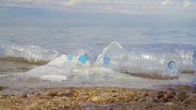 Florida gets failing grade in new plastic pollution report, calls for stronger action