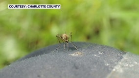 Experts warn saltmarsh mosquitoes are bearing down on Tampa Bay area