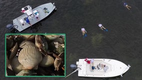 Pasco County looks to bounce back from last year's irregular scalloping season