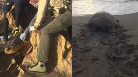 Video: Loggerhead turtle wedged between rocks rescued on Florida beach