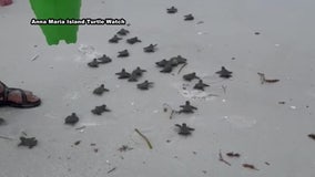 Sea turtle hatchings on the rise as dune loss, human disruption raise concerns on Anna Maria Island